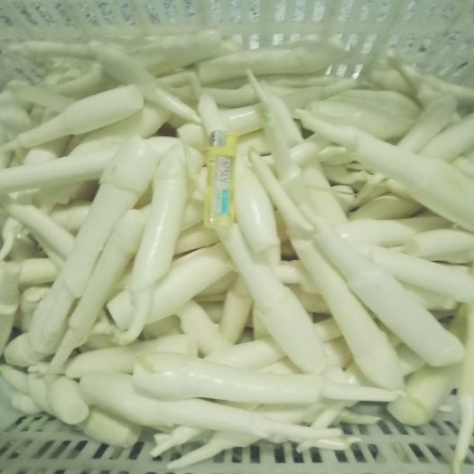 淮南 现货提供各种单双季茭白种苗