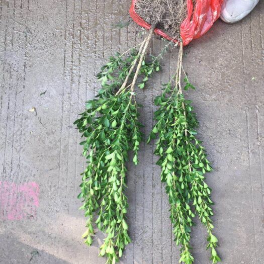 杭州 瓜子黄杨色块，小叶黄杨，秧苗