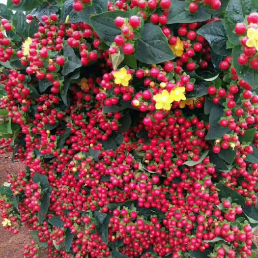 昆明火龙珠茶花 20~30cm