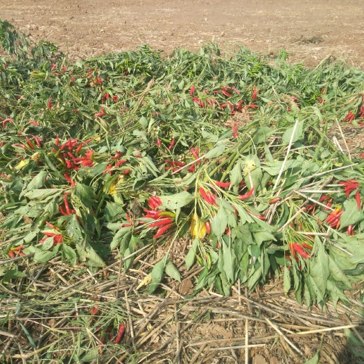 浚县 我们家里的青辣椒没有销路有没有需要的老板需要了联系我