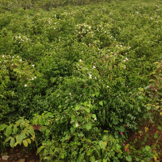 大荔县冬枣树苗 冬枣苗木