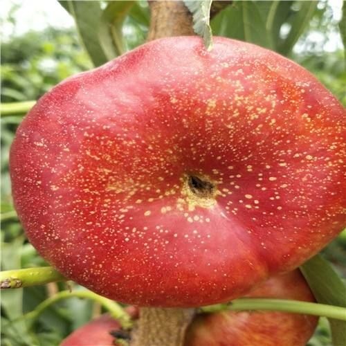 砀山县金霞早油蟠桃 早金霞油蟠，特早熟黄肉，6月20日成熟，个头大，不裂果。