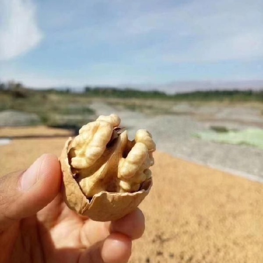 温宿县薄皮核桃  新疆阿克苏185纸皮核桃