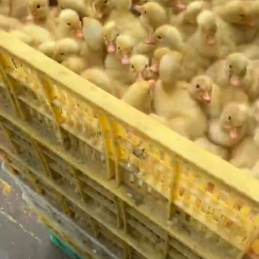 南宁 鸭苗樱桃谷