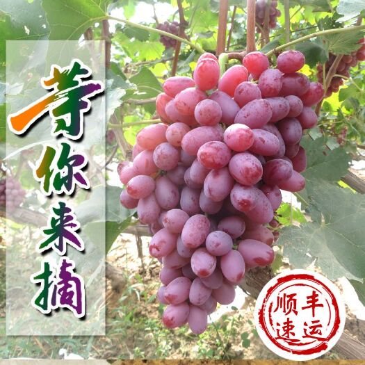 温克葡萄  广西秋季热销水果提子葡萄，香甜可口红提，夏黑包邮