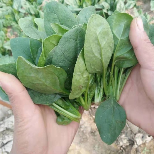 黑圆叶菠菜