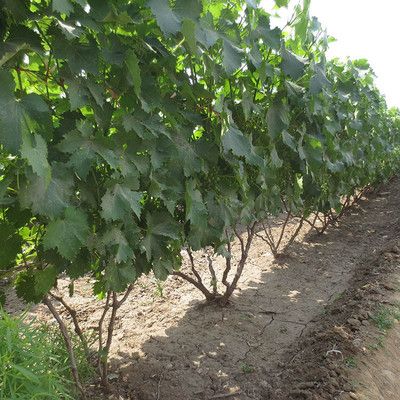 藤稔葡萄苗 滕稔葡萄树，8年成品树果实多多现挖现发包活包指导。