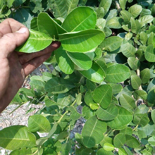 广州柠檬茶  柠檬叶