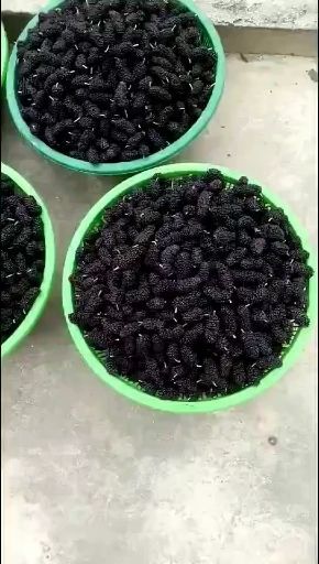 汕头 特甜大果鲜桑葚果代办批发顺丰包邮