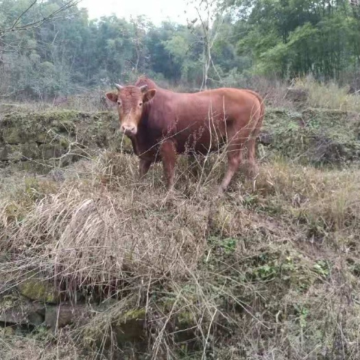 肉牛  生态放养保质量