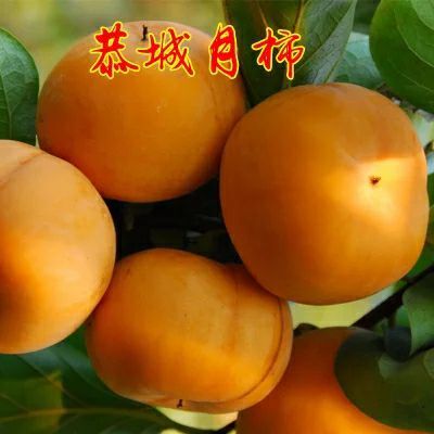 平邑县脆柿苗 脆柿子苗    柿子树苗现挖发货   质量保证量大优惠包成活