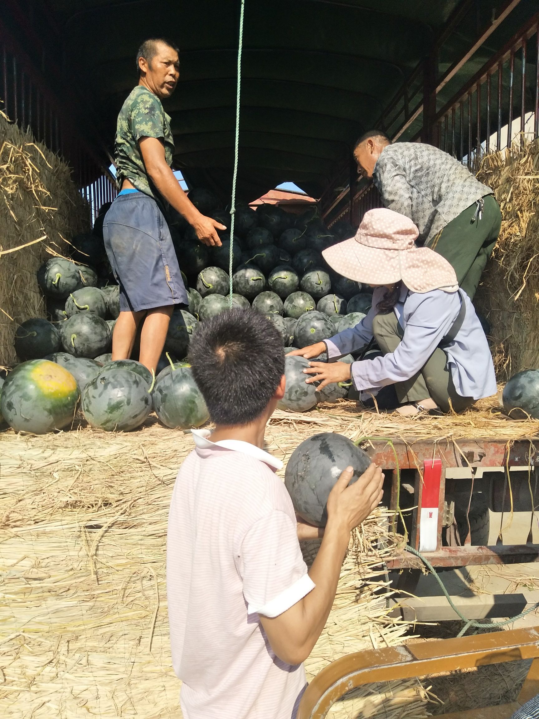 黑皮西瓜  黑无籽个头大，熟度好，甜度高皮薄，每天现摘现发口感好无挑剔