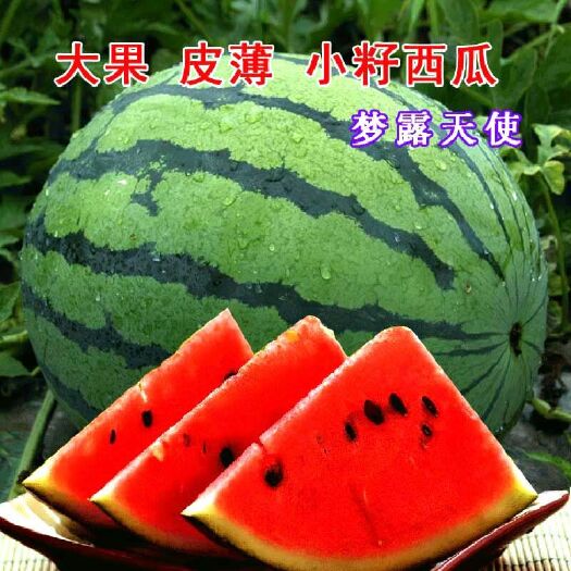 樟树市 梦露天使西瓜种子超大甜王大红瓤甜嫩口感好皮薄抗病抗裂