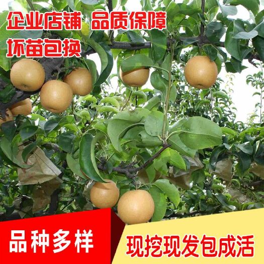 平邑县梨树苗 梨树嫁接苗南北方种植果树盆栽地栽特大