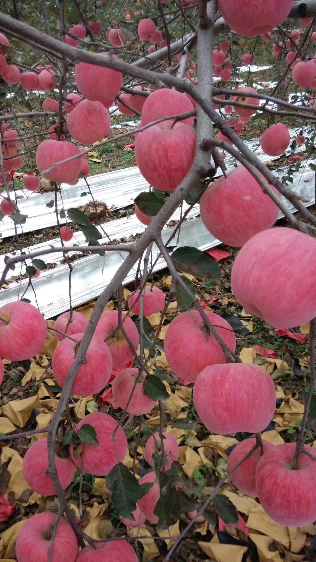 红富士苹果，片红，条红大量上市，需要的联系我