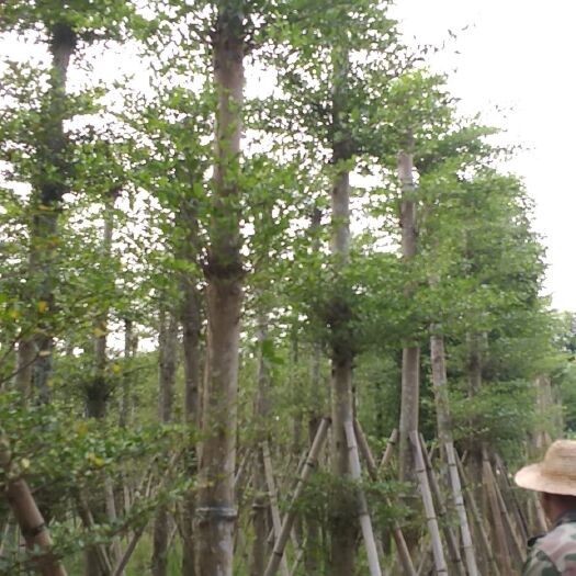 普宁市 小叶榄仁