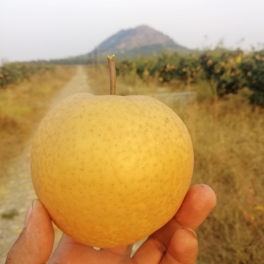 东海县 山地晚秋黄梨，靠近矿泉水厂，梨含微量元素硒，又名富硒梨