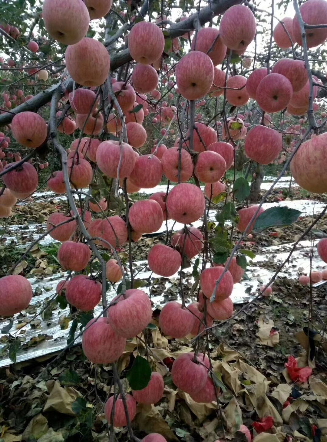  陕西白水无公害苹果