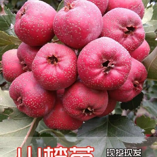 平邑县大金星山楂树苗 大金星山楂苗（甜红子，山里红，五菱）南北适种