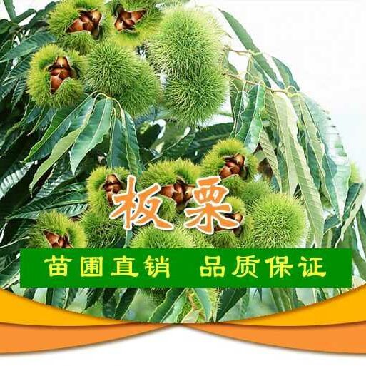  嫁接板栗苗   大红袍板栗苗  成活量高