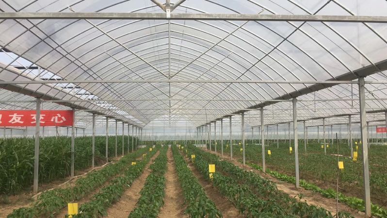 沭阳县蔬菜大棚