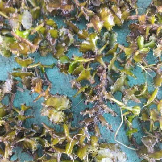鱼台县麦黄草