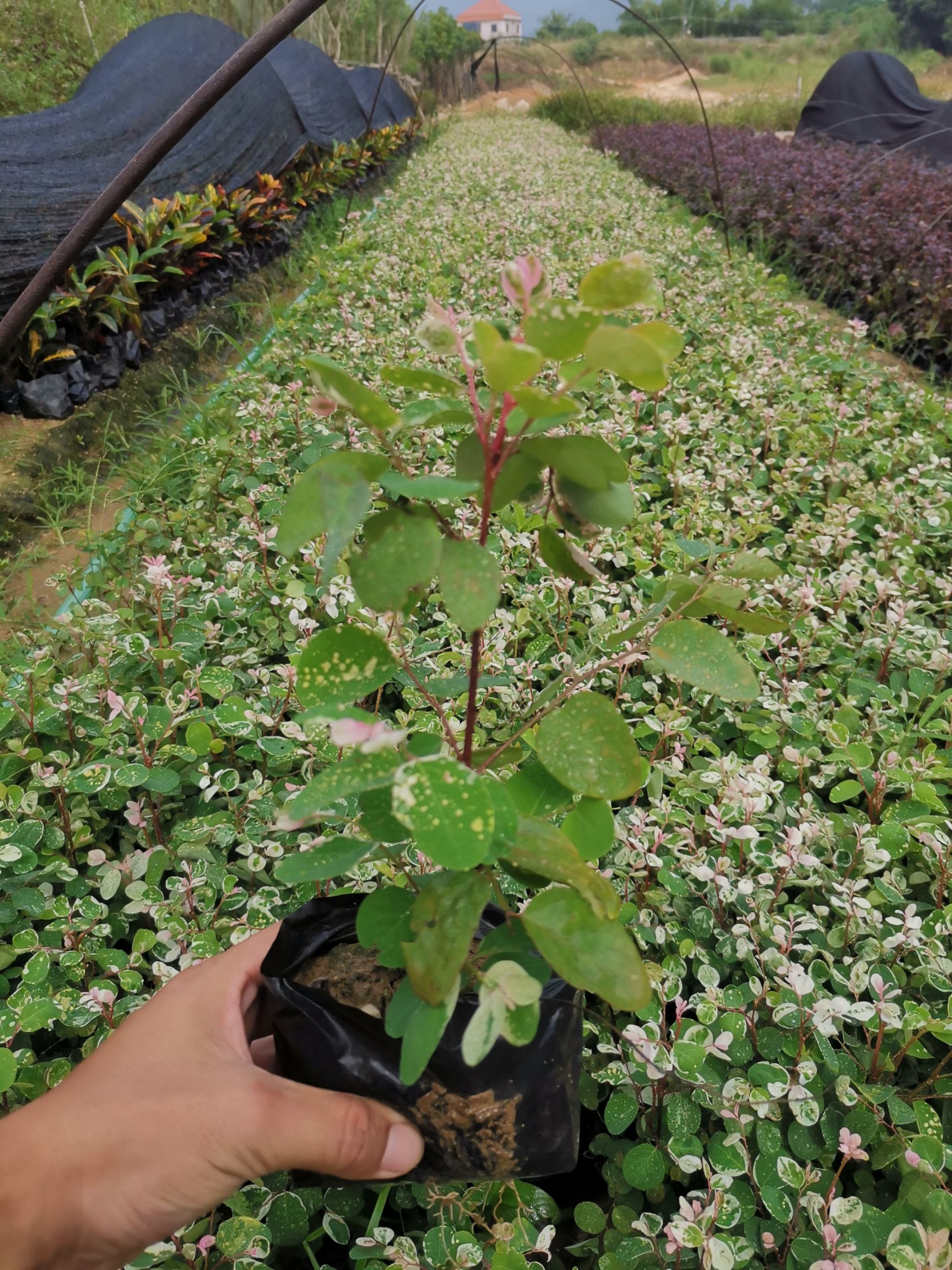 白雪木 雪茄花，白雪公主