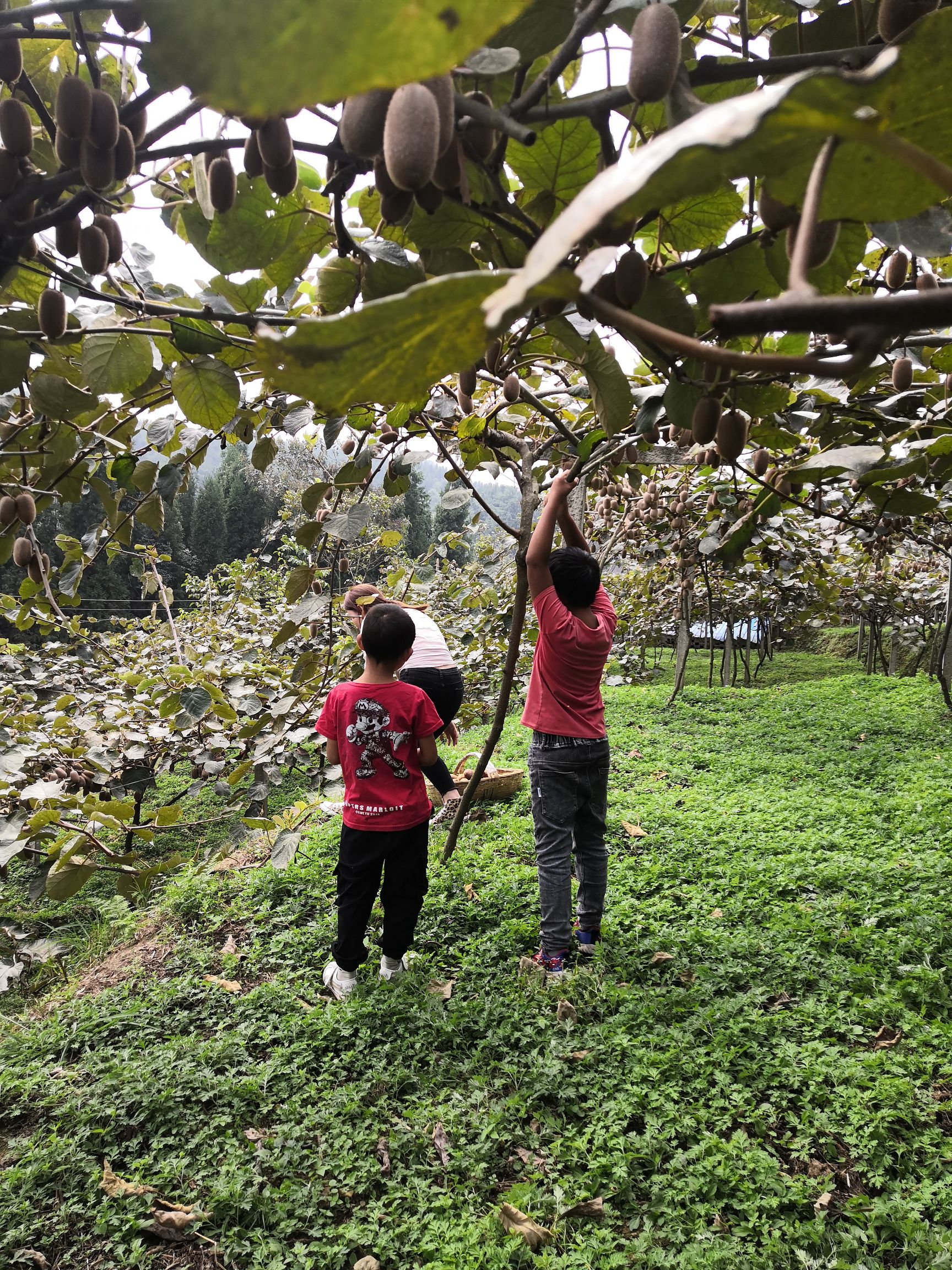  有机贵长猕猴桃，无公害，果果香甜
