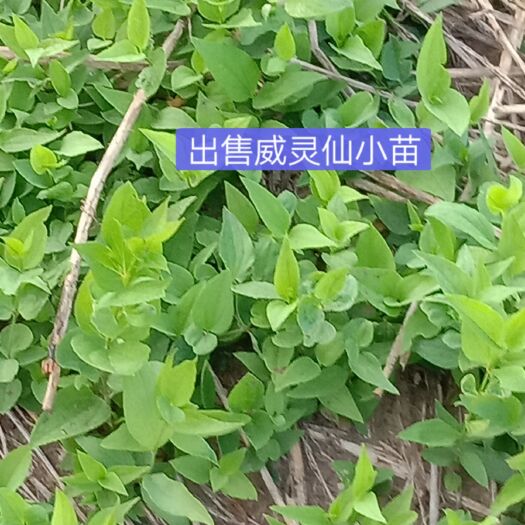 凤城市白头翁 易管理效益可观！