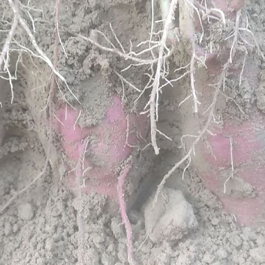 单县 商薯19丰收，二百亩红薯基地，价格便宜