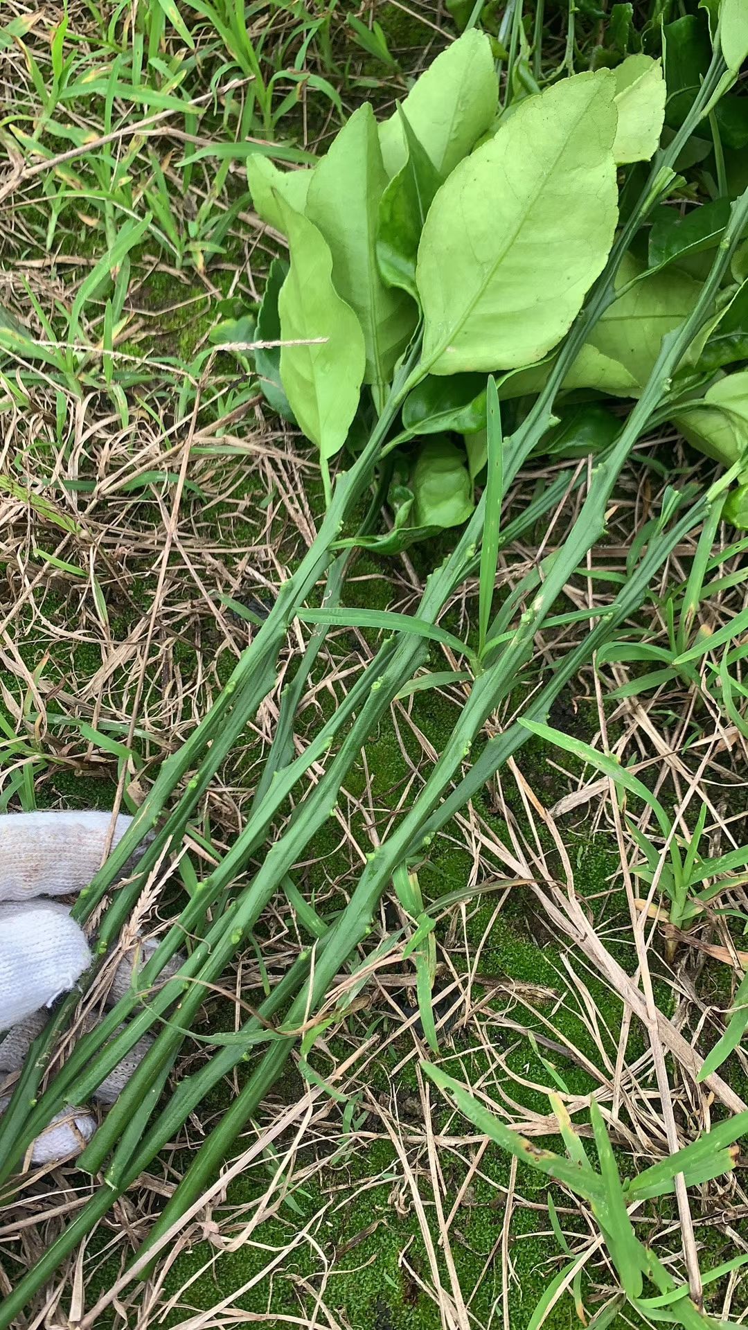 沃柑枝条  大量出售各种牙条，橞条