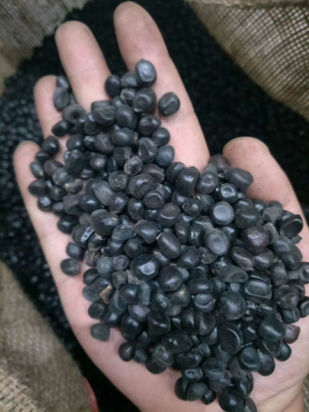 牡丹籽  油用牡丹籽榨油