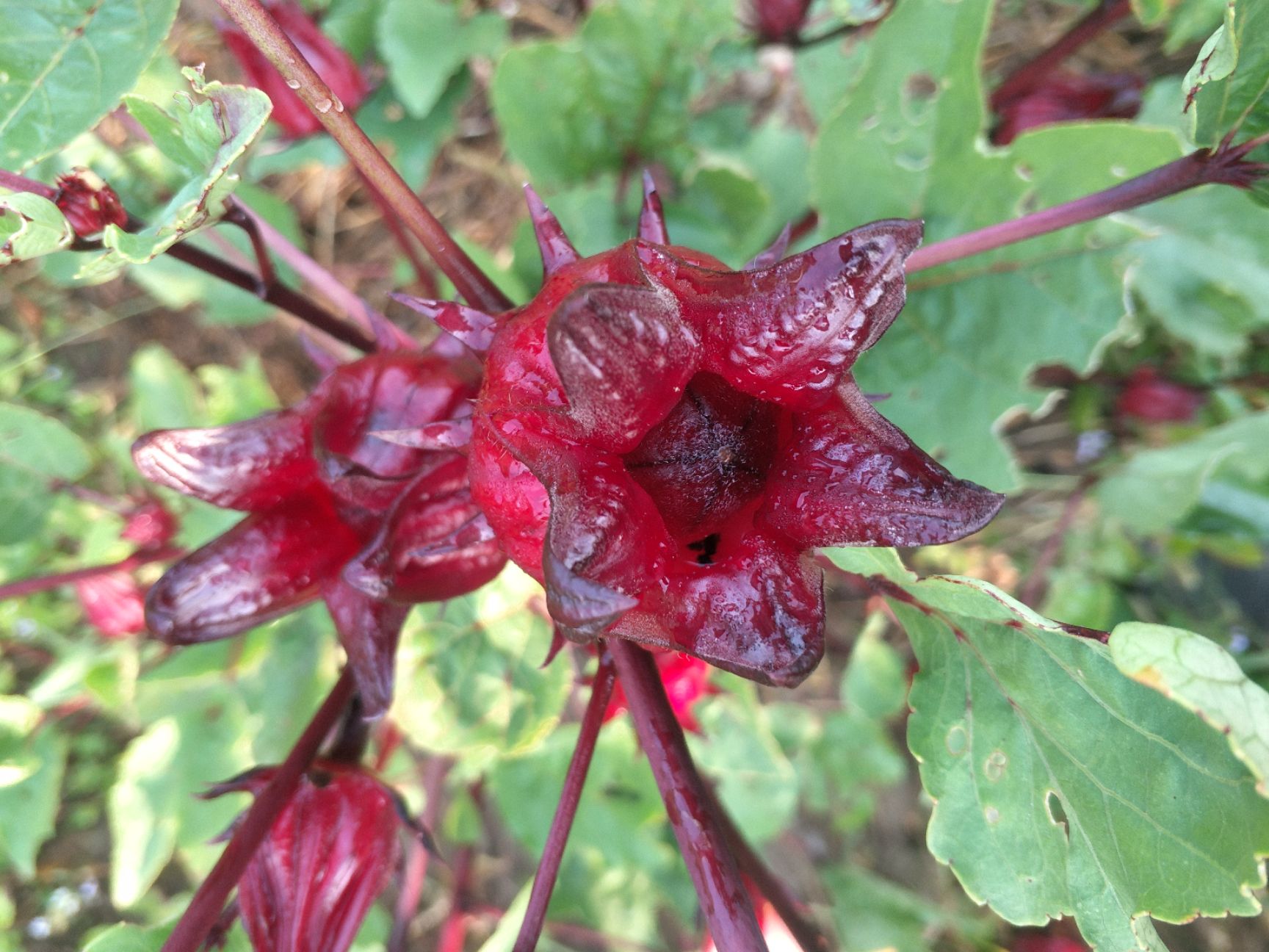 玫瑰茄花茶 玫瑰茄(紅桃k)