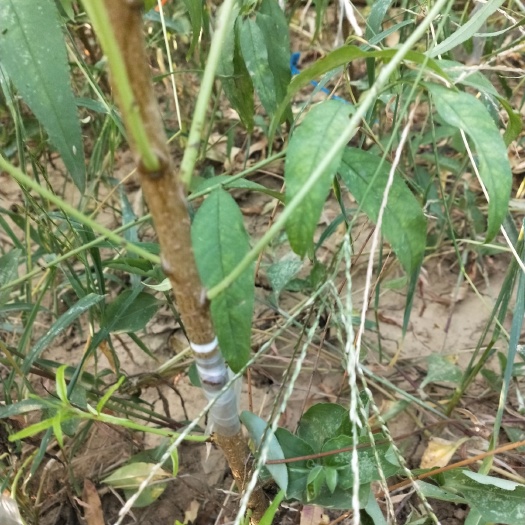 山桃苗  毛桃苗