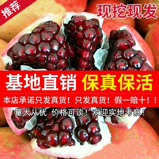 平邑县黑籽石榴树苗 黑籽甜石榴苗 蒙阳红榴树苗  黑籽甜石榴苗等多种品种包成活