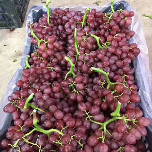 天津天津茶淀无核红宝石葡萄