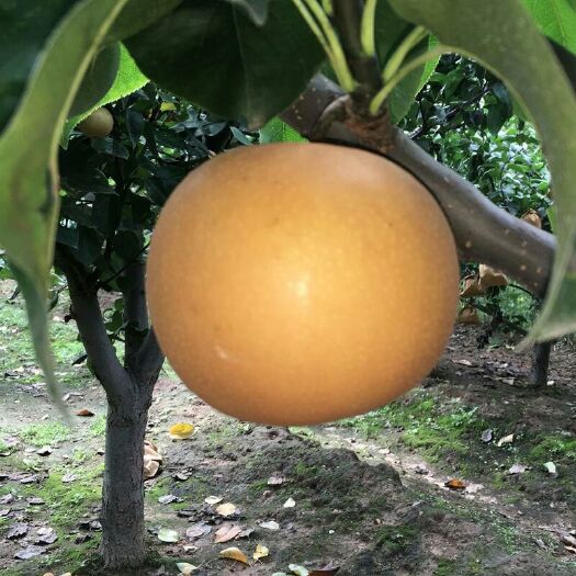 莱西市山东秋月梨子脆甜蜜梨5斤装包邮对接电商微商社区团购一件代发