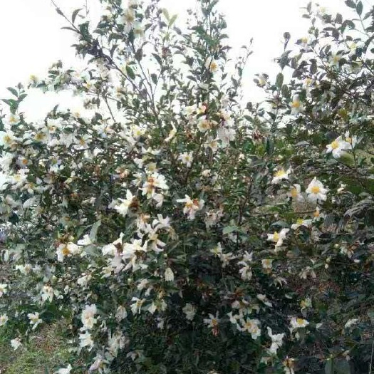 云浮白花山茶油 出售白花茶油 茶子油