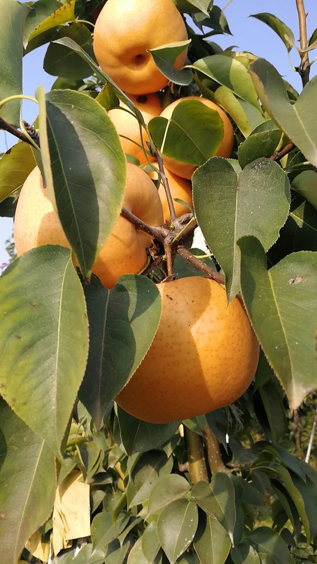  晚秋黄梨生长周期长，耐储存。肉质细腻，口感酥脆甜度适中。