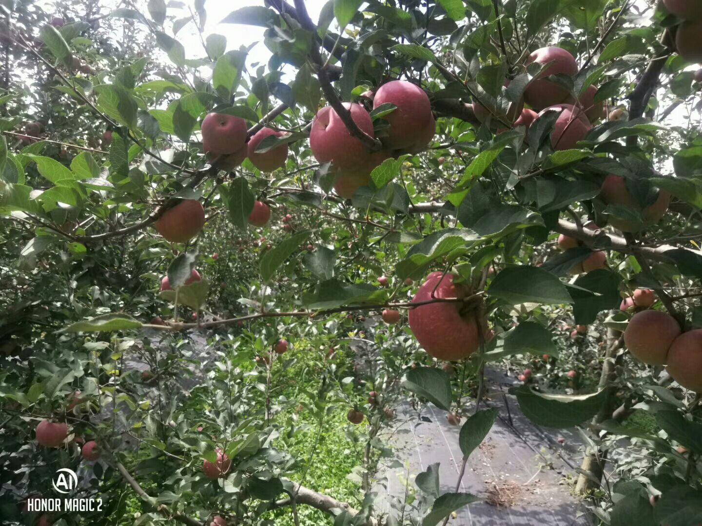  四川凉山冰糖心苹果