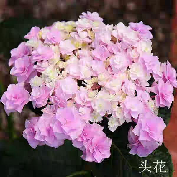  绣球花灌木木本都有