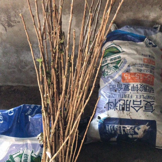 公主岭市黑加仑苗 黑加伦苗
