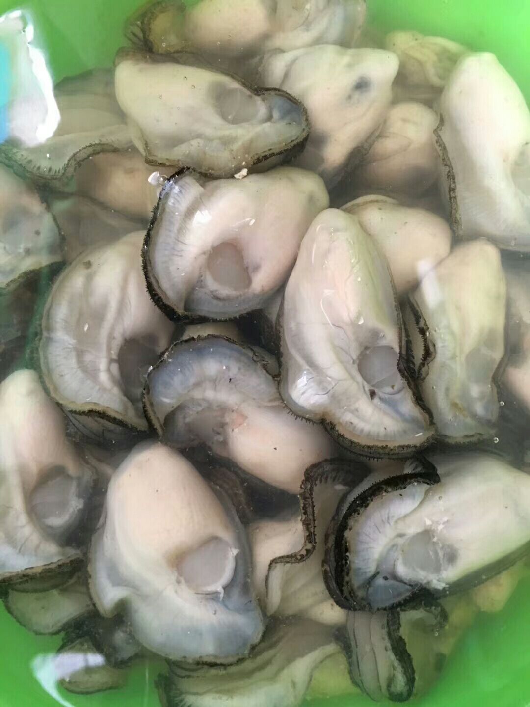  牡蛎肉汫洲生蚝肉，可根据客户需求而定重量。日产量按吨计