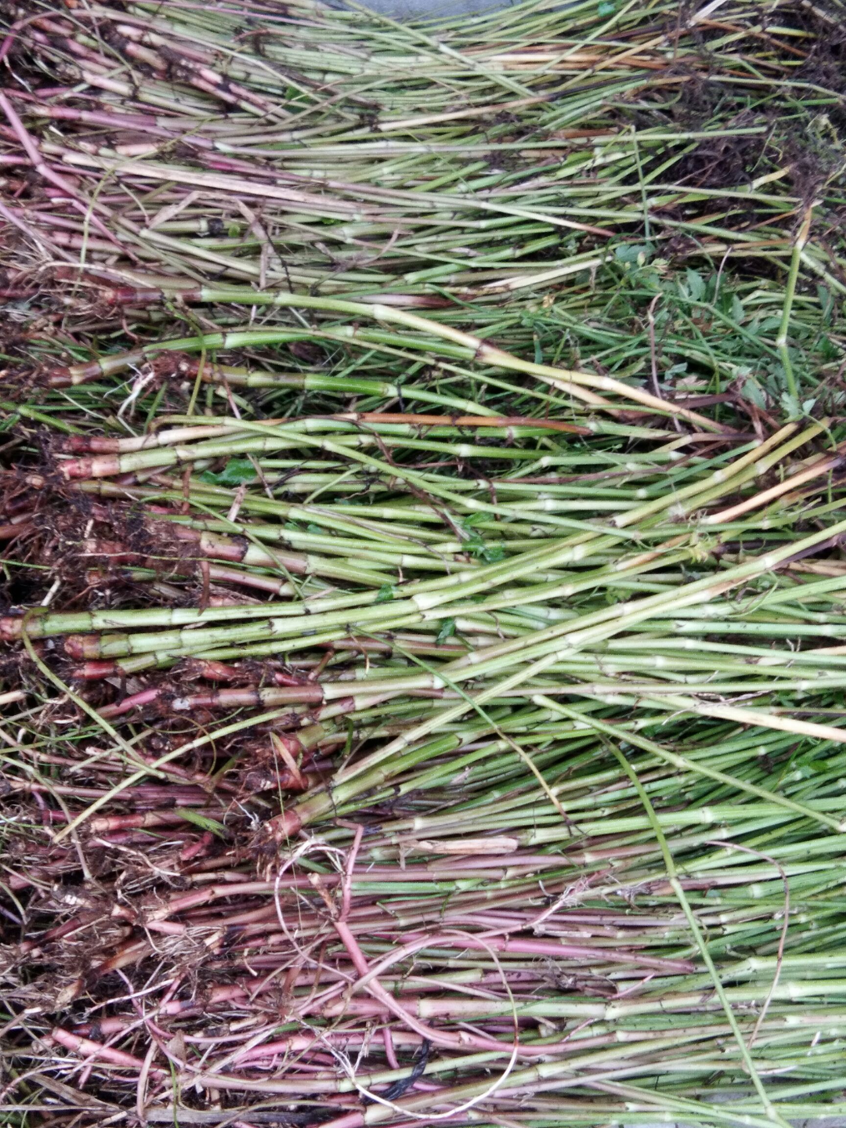 水芹种子  水芹苗 水芹种苗 野生水芹种苗 尖叶水芹老茎