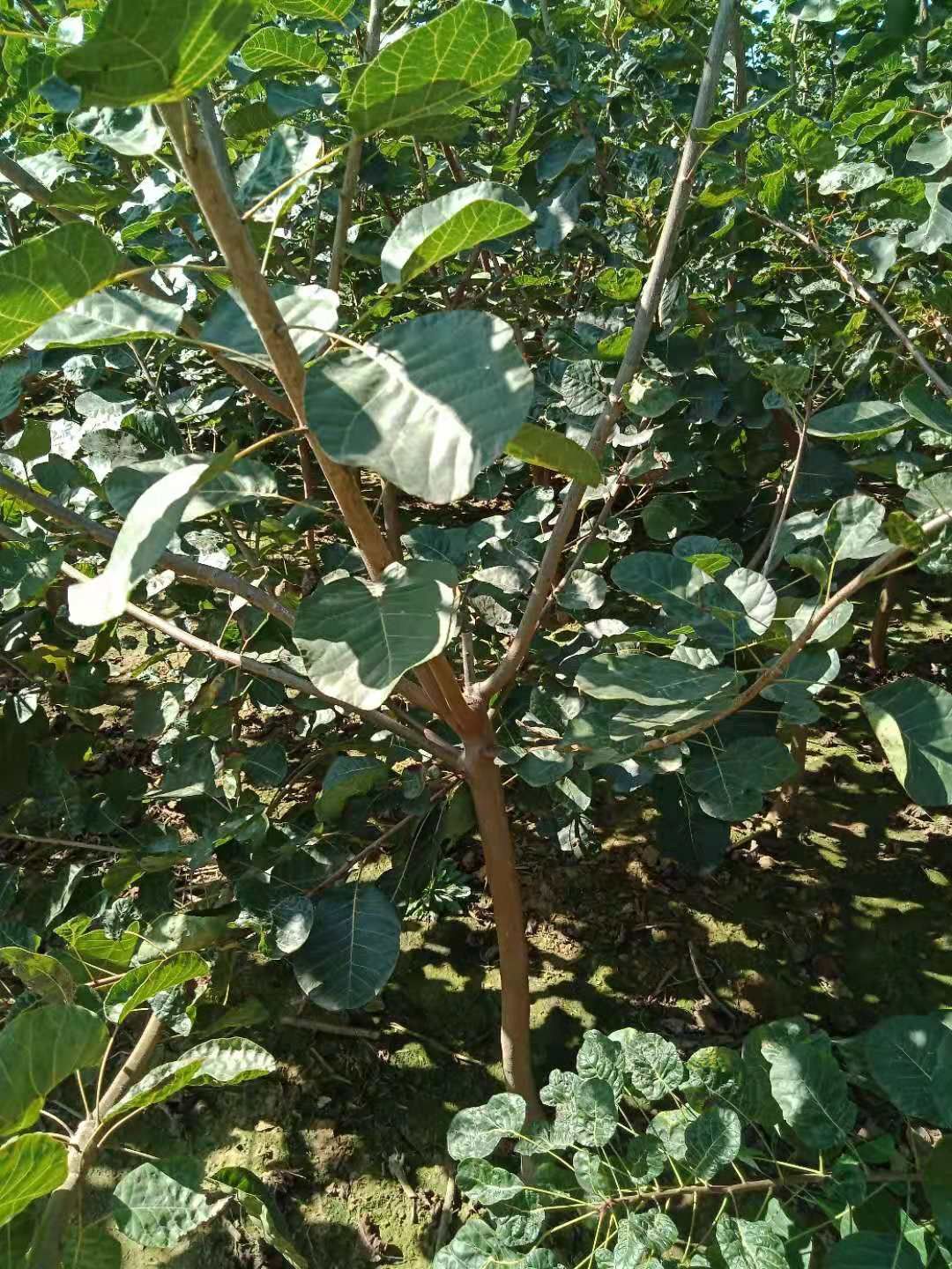 丛生黄栌 枝繁叶茂，树干笔直