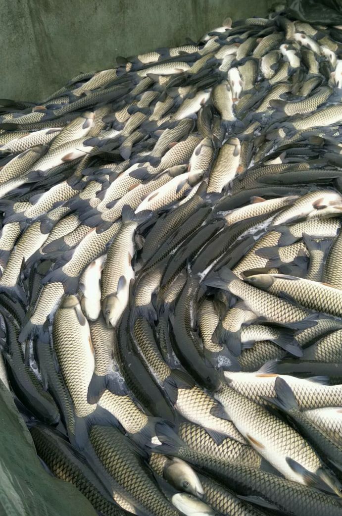 草鱼 原养殖,牧草投喂,品质杠杠的