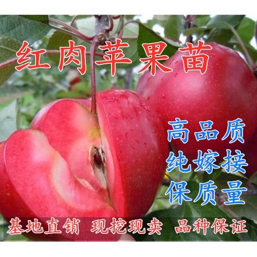 平邑县红肉苹果树苗 正宗嫁接红色之爱苹果苗