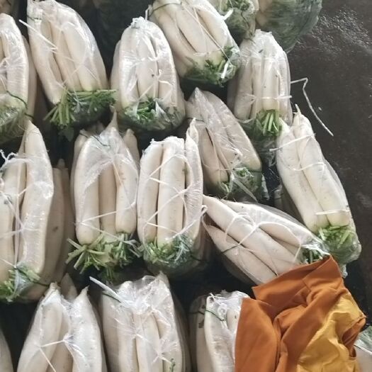 威宁县青萝卜  白皮白心萝卜，一个2－5斤