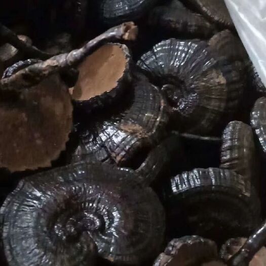 冠县 黑灵芝高腿的