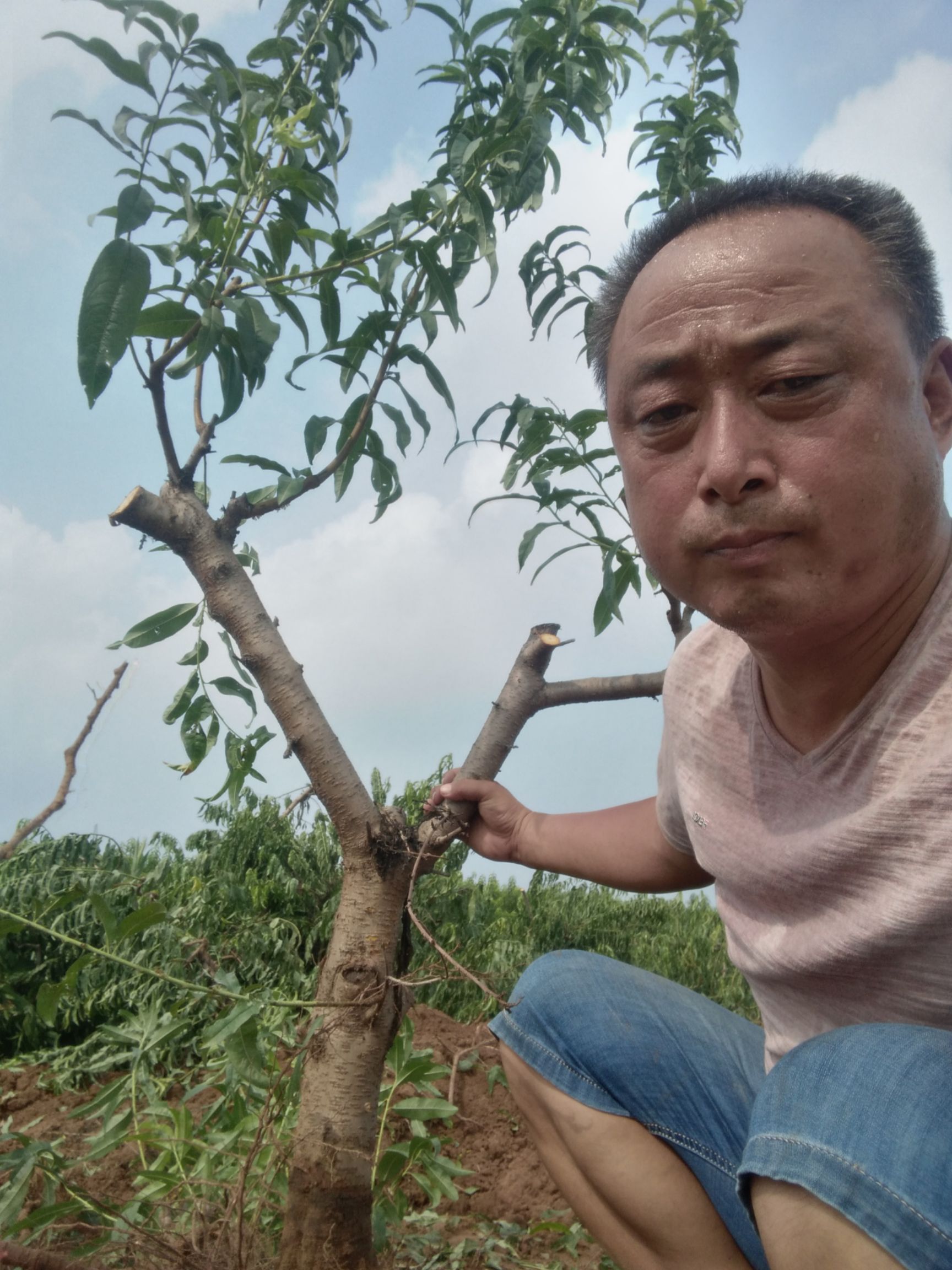 黄桃树苗 占地桃树，绿化树